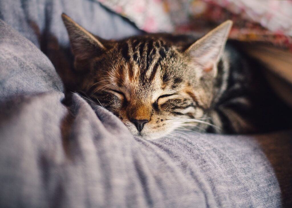 Cat Pet Sleep Domestic Cat Animal  - KatinkavomWolfenmond / Pixabay