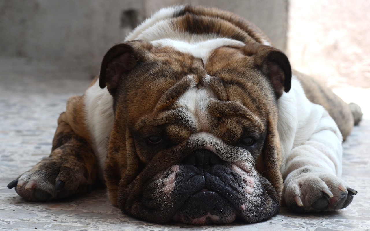 English Bulldog Dog English Asleep  - juanmt19 / Pixabay